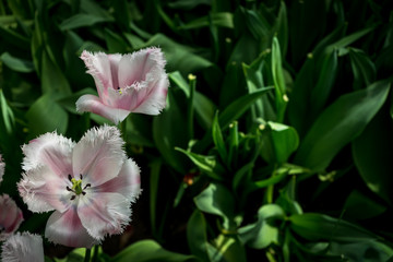 Netherlands,Lisse, a vase filled with pink flowers