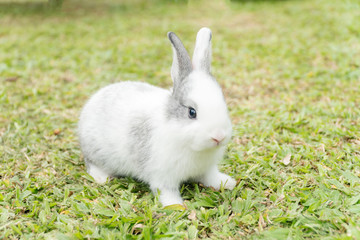 Close up little white grey rabbit sitting on fresh green grass background.