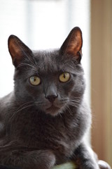 The muzzle of a smoky cat with yellowish green eyes.