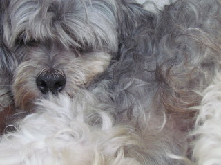 Close up Perro durmiendo