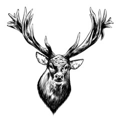 Hand drawn sketch of deer in black isolated on white background. Detailed vintage style drawing. Vector illustration