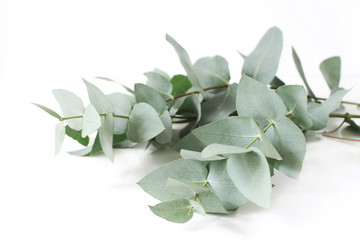 Closeup of green eucalyptus leaves branches on white table background. Floral composition, feminine...