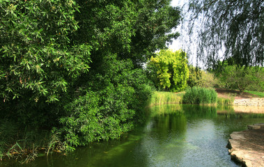 Fototapeta na wymiar lake near the trees