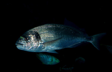 sea bream fish