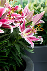 Netherlands,Lisse, a pink flower on a plant