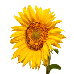 Obraz premium Flower of sunflower head isolated on white background. Seeds and oil. Flat lay, top view