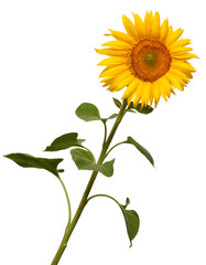 Fototapeta premium Flower of sunflower isolated on white background. Seeds and oil. Flat lay, top view