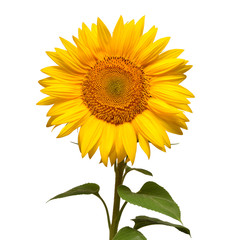 Naklejka premium Flower of sunflower head isolated on white background. Seeds and oil. Flat lay, top view