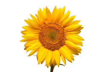 Fototapeta premium Flower of sunflower head isolated on white background. Seeds and oil. Flat lay, top view
