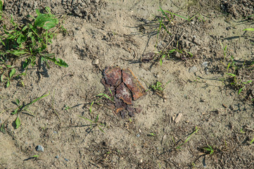 rust