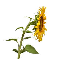 Flower of sunflower isolated on white background. Seeds and oil. Flat lay, top view