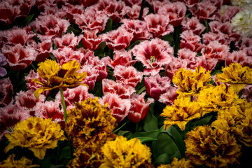 Netherlands,Lisse, a close up of a flower
