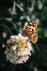 Schmetterling Admiral auf weiße Flieder Blüte