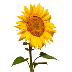 Naklejka premium Flower of sunflower isolated on white background. Seeds and oil. Flat lay, top view