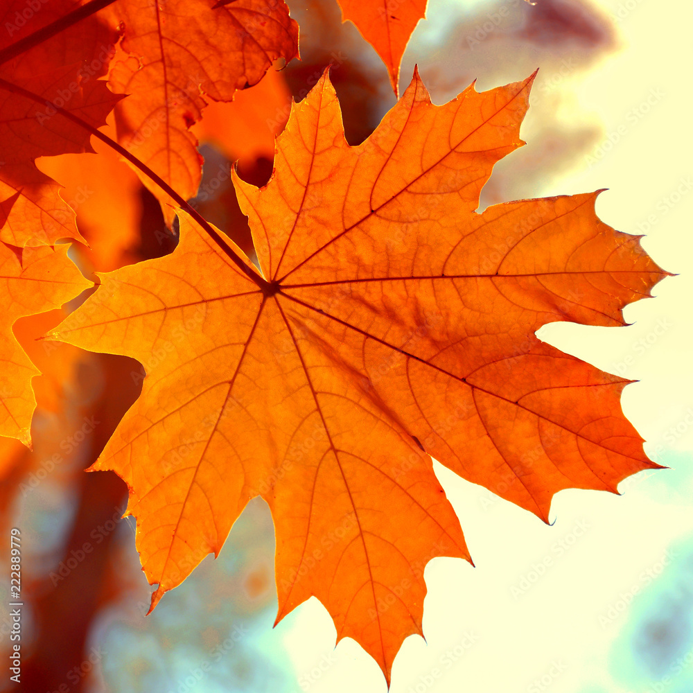 Poster Beautiful yellow maple leaf against the sky. Autumn sunny day