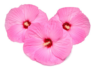 Three pink hibiscus flowers isolated on white background. Flat lay, top view. Object, macro