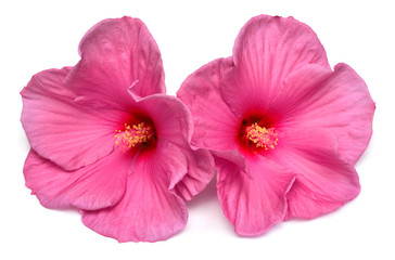 Two pink hibiscus flowers isolated on white background. Flat lay, top view. Macro, object