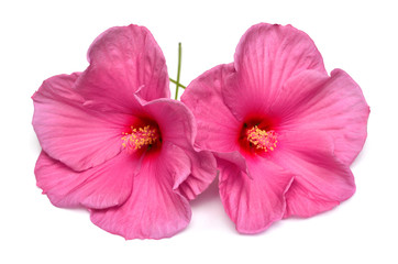 Two pink hibiscus flowers isolated on white background. Flat lay, top view. Macro, object