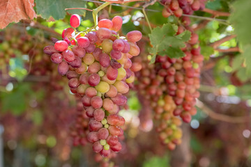 Grape clusters in hanging vine, special table grape without inner seed