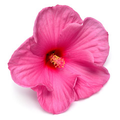 Pink hibiscus flower isolated on white background. Flat lay, top view. Macro, object