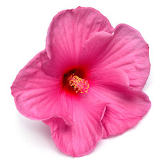 Naklejka premium Pink hibiscus flower isolated on white background. Flat lay, top view. Macro, object