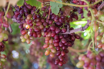 Grape clusters in hanging vine, special table grape without inner seed
