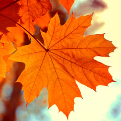 Beautiful yellow maple leaf against the sky. Autumn sunny day