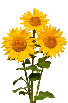 Three sunflowers isolated on white background. Flower bouquet. The seeds and oil. Flat lay, top view