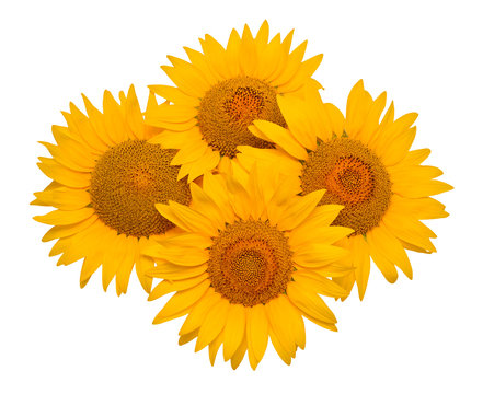 Sunflowers isolated on white background. Flower bouquet. The seeds and oil. Flat lay, top view
