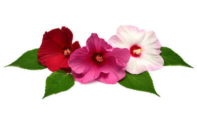 Three pink hibiscus flowers with leaves isolated on white background. Flat lay, top view. Macro,...