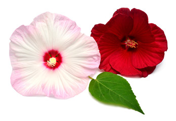 Two pink and red hibiscus flowers with leaf isolated on white background. Flat lay, top view. Macro, object