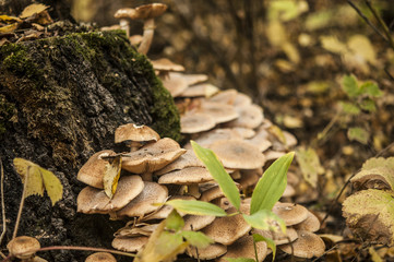 Mushroom in the forest