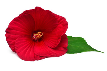 Red hibiscus flower with leaf isolated on white background. Flat lay, top view
