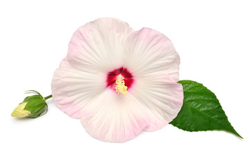 Pink hibiscus flower with leaf isolated on white background. Flat lay, top view