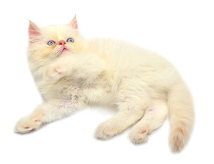 Cream beautiful playful kitten paws isolated on white background. Persian cat. Creative