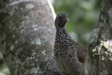 Speckled chachalaca