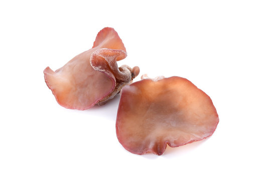 ear mushroom on white background