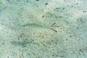 beautiful fish in the sea