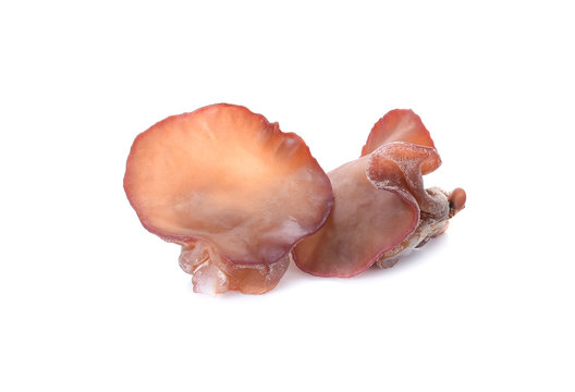 ear mushroom on white background
