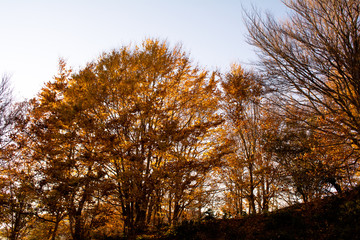 Fall season at the Montseny in Catalonia, Spain.