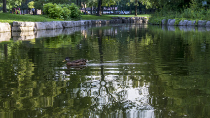 Fototapeta na wymiar Duck floating on a small river in one of Canada`s most beautiful parks.