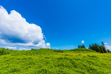 緑と青空　Green and blue sky in Okinawa, Japan