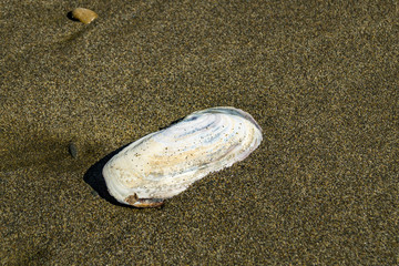 Macoma clam on the beach of the Pacific Ocean in Washington state