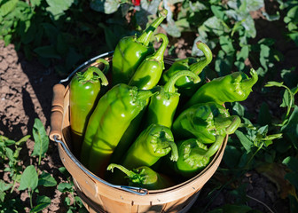 Basket of Hatch Green Chilies