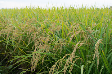 稲穂