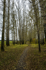 Path in the autumn birch grove