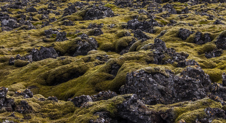 Fototapeta premium volcano lava rock and moss