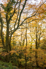 Fall season at the Montseny in Catalonia, Spain.