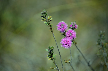 Pink flowers of the Australian native myrtle Kunzea capitata, family Myrtaceae, growing in heath in Royal National Park, Sydney, NSW, Australia. Spring flowering.