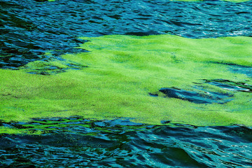 green duckweed floating on Lake Michigan water surface